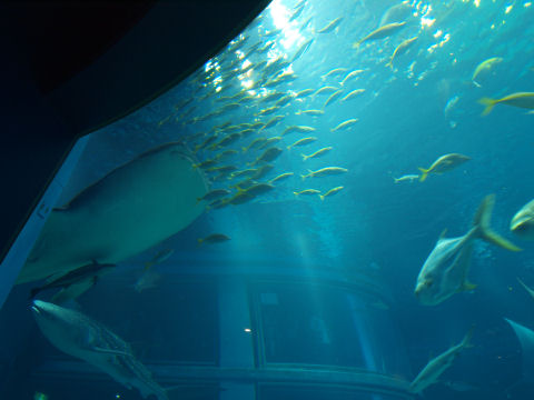 一方は魚が集まり，一方は集まってない