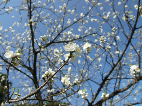 寄れば賑やかに見える