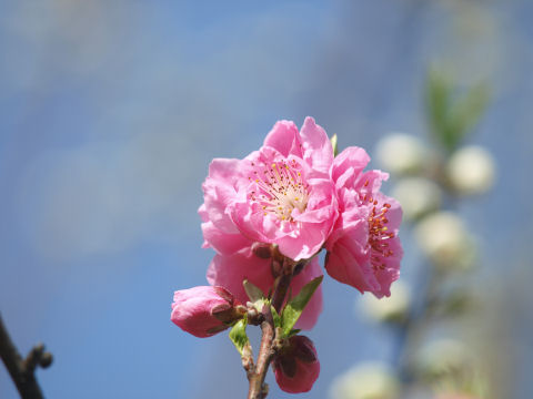 色と開花は関係あるのだろうか