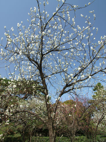 樹全体を入れると花が少なく感じる