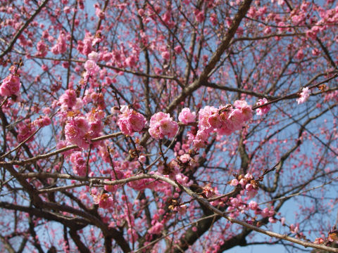 まだ見頃と言えるか