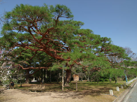 御苑には大きな樹が多い