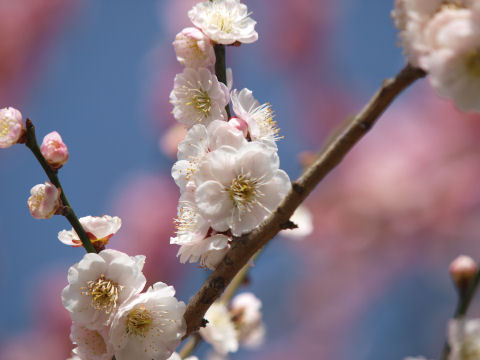 梅のおしべって何か不気味