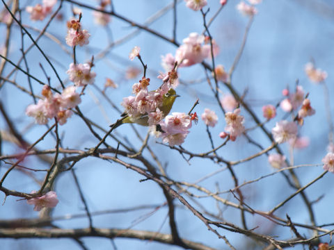 梅の蜜がお好み？