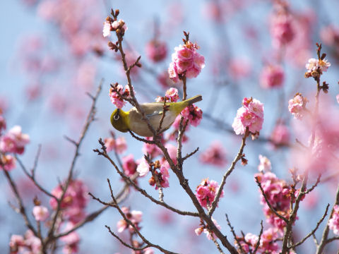絶えず動いているのでブレた写真ばかりだった