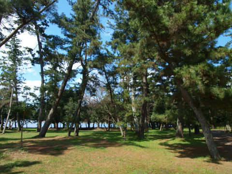 松というのが日本的で良い