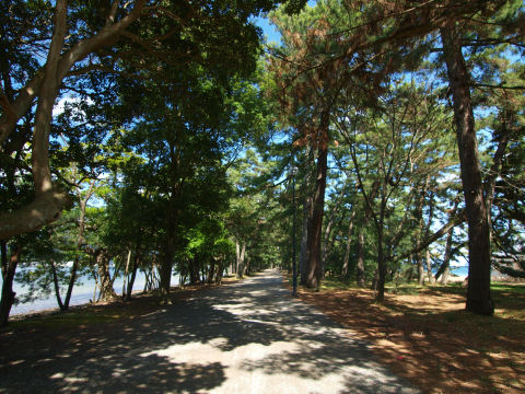 程よく明るい並木道