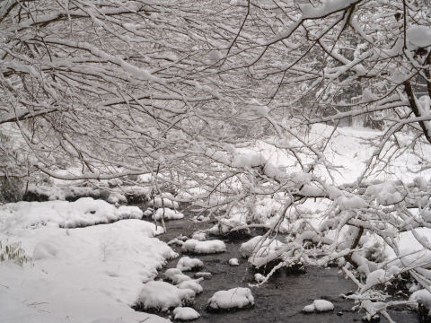 夏は緑が楽しめるのだろうか