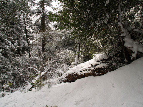 でかい樹が倒れている