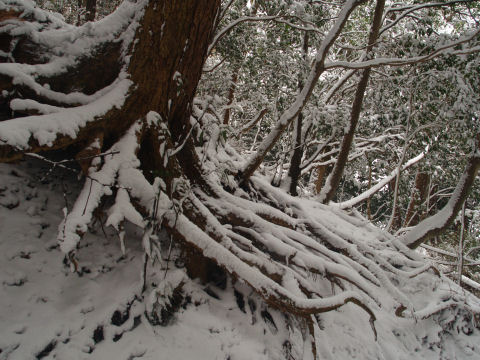 雪の下にあったらしい