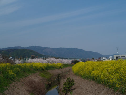 人の背より高くなってる