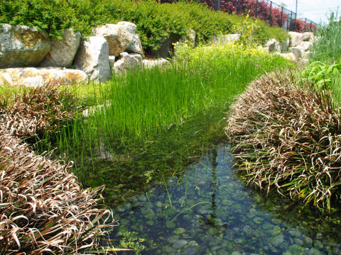 やはり水は心が和む