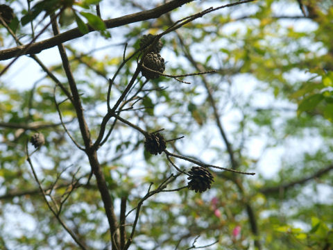 楓も多く見られたので，紅葉の時期もよさそう