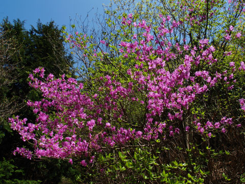 この日貴重な花の写真