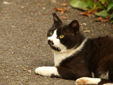 飼い猫ではないようだが