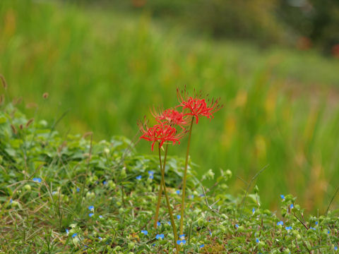 タイムリーネタ