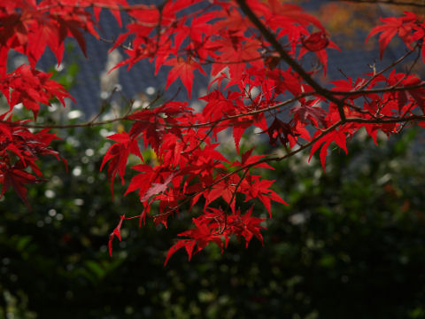 紅葉は透かすと綺麗