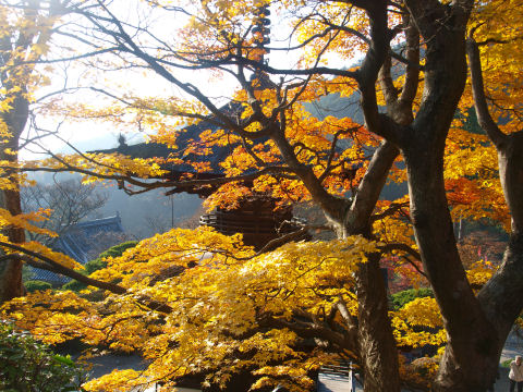 午後に撮影すればきれいかも