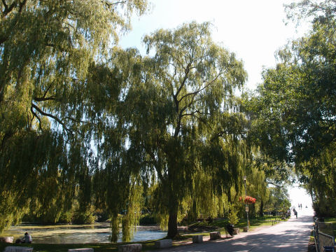 柳があるんだあ