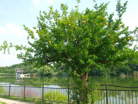 食べてよいのか