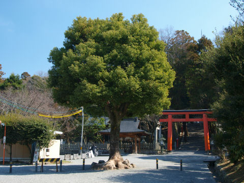 こちらも立派な樹