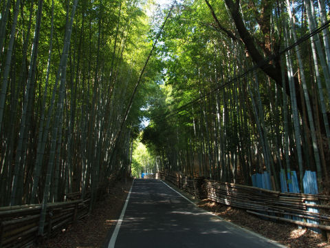 たけのこが名物の長岡京