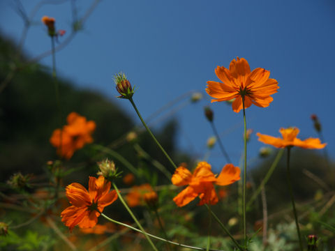 (長岡京では？)めずらしいオレンジコスモス