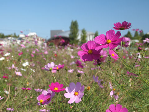 やはり体育館を入れる
