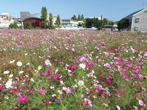 小学生は見当たらず
