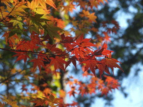 ただし色が良いのはこれだけ