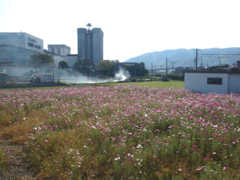 めっちゃ野焼きしてる
