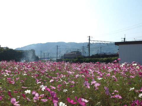 一応電車を入れて撮影