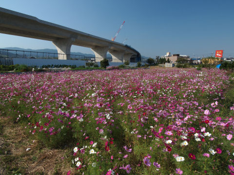 ばっちり道路が写り込む