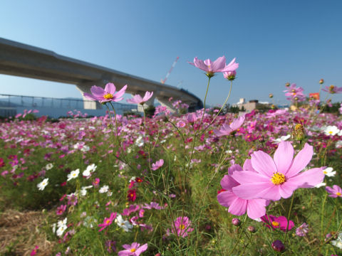ほとんど構図同じ