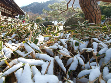 笹にこんもり積もった雪