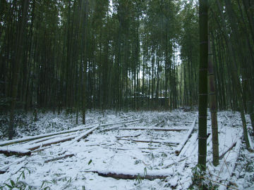 雪の竹林