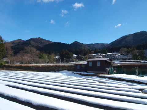畝があるから縞々なのか