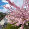 淀水路の河津桜