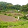 稲渕の棚田