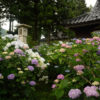 深妙寺のあじさい