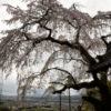 地蔵禅院のしだれ桜