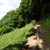 和束の茶畑～原山の茶畑