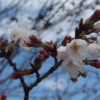 今日の長岡天満宮の桜