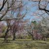 桜2013(二条城，蹴上インクライン，南禅寺)