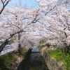 京都の真ん中で桜巡り