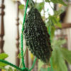 ゴーヤ実がなる他