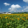 向日市のひまわり畑