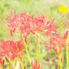 彼岸花さがし