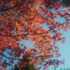 紅葉の季節