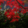 紅葉2008 善峰寺・十輪寺